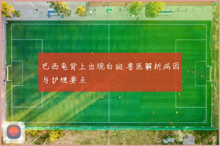巴西龟背上出现白斑 兽医解析病因与护理要点