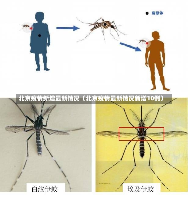 北京疫情新增最新情况（北京疫情最新情况新增10例）-第2张图片